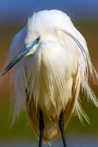 Incroyable Animal Joli Héron Blanc Fond Naturel Coloré Heron Bird — Photo