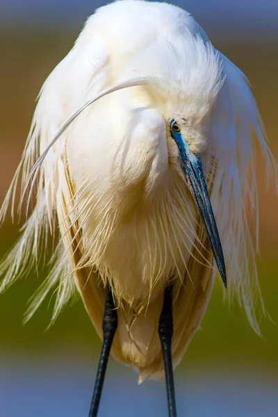 Erstaunliches Tier Weiße Niedliche Reiher Farbenfrohe Natur Hintergrund Reiher Seidenreiher — Stockfoto