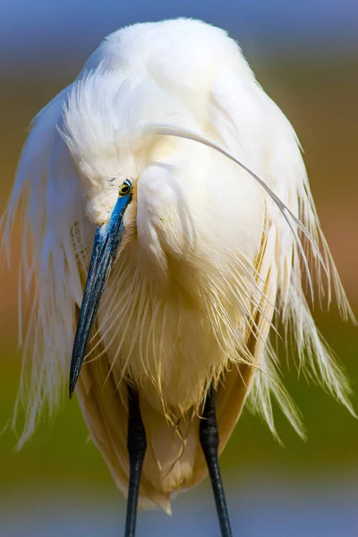 Erstaunliches Tier Weiße Niedliche Reiher Farbenfrohe Natur Hintergrund Reiher Seidenreiher — Stockfoto