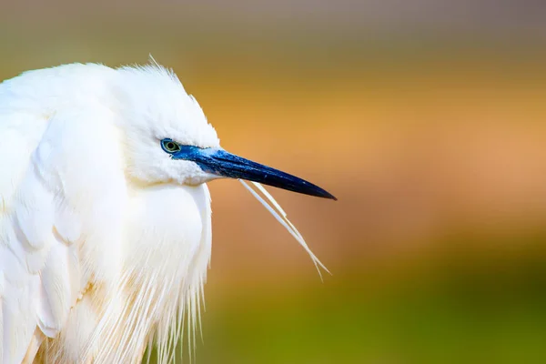 Fantastiskt Djur Vit Söt Heron Färgstark Natur Bakgrund Heron Fågel — Stockfoto