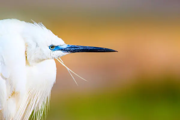 Erstaunliches Tier Weiße Niedliche Reiher Farbenfrohe Natur Hintergrund Reiher Seidenreiher — Stockfoto