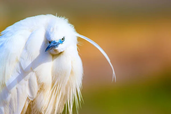 Incroyable Animal Joli Héron Blanc Fond Naturel Coloré Heron Bird — Photo