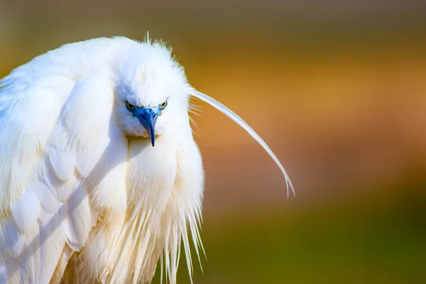 Animale Fantastico Airone Bianco Carino Sfondo Colorato Natura Heron Bird — Foto Stock