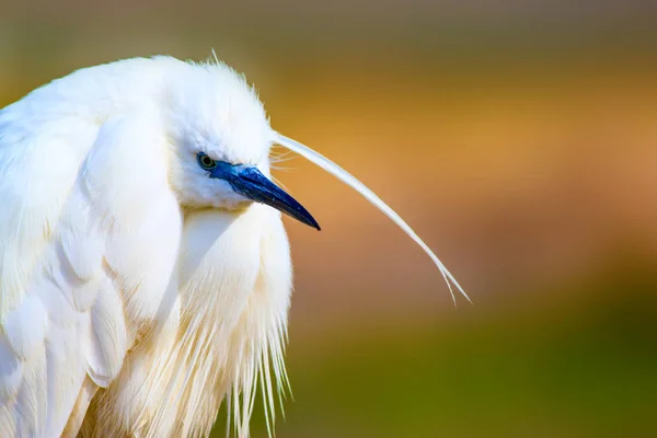 Úžasné Zvíře Bílý Fešák Barevný Přírodní Pozadí Heron Bird Malý — Stock fotografie