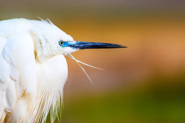Animal Increíble Garza Blanca Linda Fondo Colorido Naturaleza Heron Bird —  Fotos de Stock
