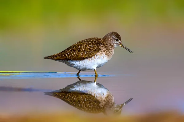 Roztomilá Ptáčku Sandpiper Teplé Barvy Pozadí Přírody Tady Tringa Stagnatilis — Stock fotografie