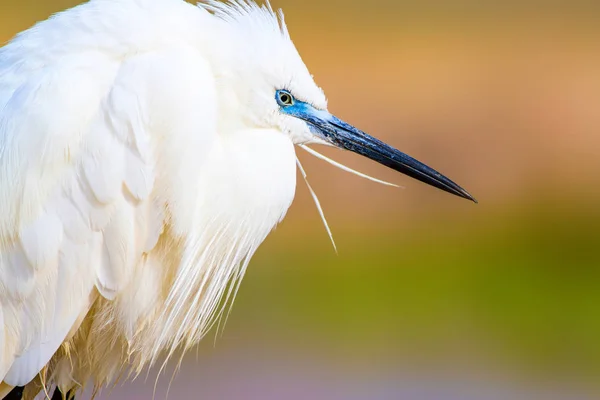 Amazing Animal White Cute Heron Colorful Nature Background Heron Bird — Stock Photo, Image