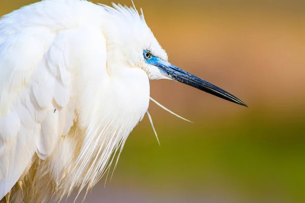 Amazing Animal White Cute Heron Colorful Nature Background Heron Bird — Stock Photo, Image