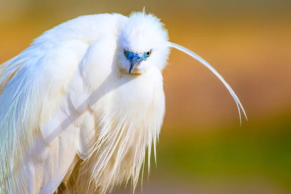 Úžasné Zvíře Bílý Fešák Barevný Přírodní Pozadí Heron Bird Malý — Stock fotografie