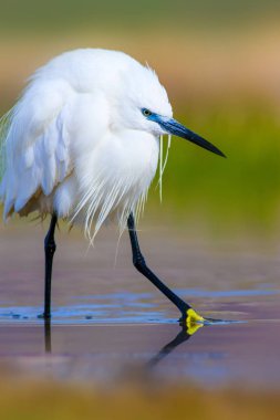 Balıkçıl. Küçük Egret. Doğa arka planı. Kuş: Küçük Egret. Egretta garzetta. 