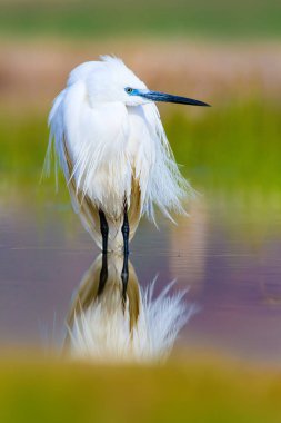 Balıkçıl. Küçük Egret. Doğa arka planı. Kuş: Küçük Egret. Egretta garzetta. 
