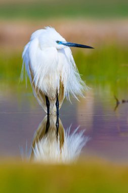Balıkçıl. Küçük Egret. Doğa arka planı. Kuş: Küçük Egret. Egretta garzetta. 