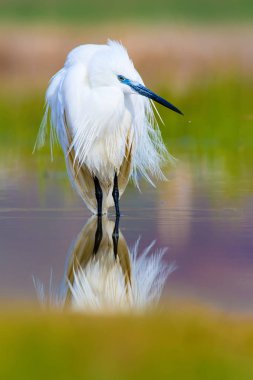 Balıkçıl. Küçük Egret. Doğa arka planı. Kuş: Küçük Egret. Egretta garzetta. 