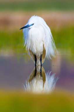Balıkçıl. Küçük Egret. Doğa arka planı. Kuş: Küçük Egret. Egretta garzetta. 