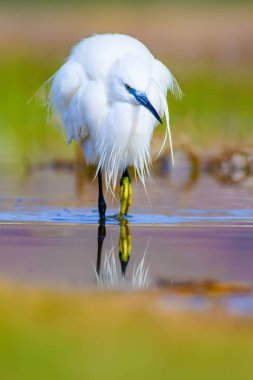 Balıkçıl. Küçük Egret. Doğa arka planı. Kuş: Küçük Egret. Egretta garzetta. 