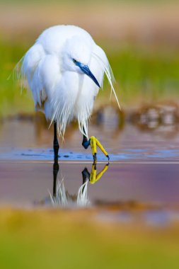 Balıkçıl. Küçük Egret. Doğa arka planı. Kuş: Küçük Egret. Egretta garzetta. 