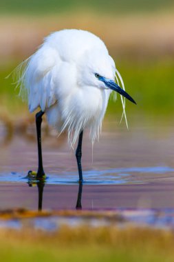 Balıkçıl. Küçük Egret. Doğa arka planı. Kuş: Küçük Egret. Egretta garzetta. 