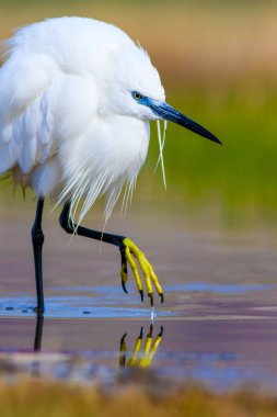 Balıkçıl. Küçük Egret. Doğa arka planı. Kuş: Küçük Egret. Egretta garzetta. 