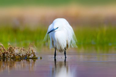 Balıkçıl. Küçük Egret. Doğa arka planı. Kuş: Küçük Egret. Egretta garzetta. 