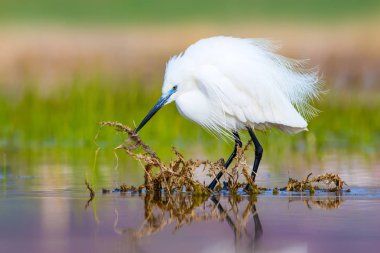 Balıkçıl. Küçük Egret. Doğa arka planı. Kuş: Küçük Egret. Egretta garzetta. 