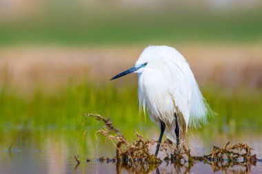 Balıkçıl. Küçük Egret. Doğa arka planı. Kuş: Küçük Egret. Egretta garzetta. 