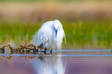 Balıkçıl. Küçük Egret. Doğa arka planı. Kuş: Küçük Egret. Egretta garzetta. 