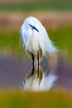 Balıkçıl. Küçük Egret. Doğa arka planı. Kuş: Küçük Egret. Egretta garzetta. 