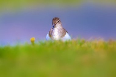 Sevimli kuş Ortak Sandpiper. Doğal Arka Plan. Aktiit hipoleukoları. Bafa Gölü. Türkiye.