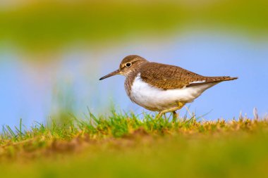 Sevimli kuş Ortak Sandpiper. Doğal Arka Plan. Aktiit hipoleukoları. Bafa Gölü. Türkiye.