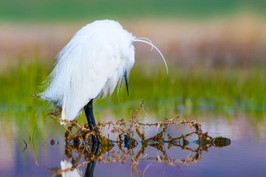 Balıkçıl. Küçük Egret. Doğa arka planı. Kuş: Küçük Egret. Egretta garzetta. 