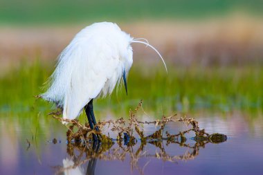 Balıkçıl. Küçük Egret. Doğa arka planı. Kuş: Küçük Egret. Egretta garzetta. 