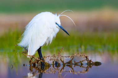 Balıkçıl. Küçük Egret. Doğa arka planı. Kuş: Küçük Egret. Egretta garzetta. 