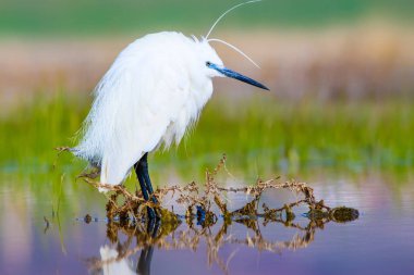 Balıkçıl. Küçük Egret. Doğa arka planı. Kuş: Küçük Egret. Egretta garzetta. 
