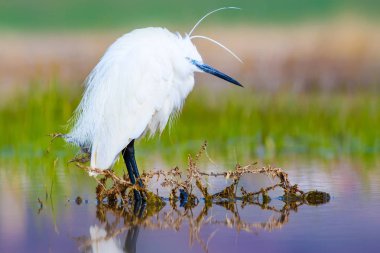 Balıkçıl. Küçük Egret. Doğa arka planı. Kuş: Küçük Egret. Egretta garzetta. 