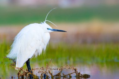 Balıkçıl. Küçük Egret. Doğa arka planı. Kuş: Küçük Egret. Egretta garzetta. 