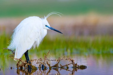 Balıkçıl. Küçük Egret. Doğa arka planı. Kuş: Küçük Egret. Egretta garzetta. 