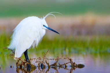 Balıkçıl. Küçük Egret. Doğa arka planı. Kuş: Küçük Egret. Egretta garzetta. 