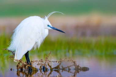 Balıkçıl. Küçük Egret. Doğa arka planı. Kuş: Küçük Egret. Egretta garzetta. 