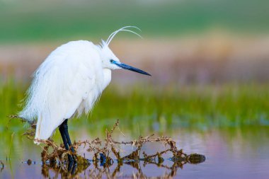 Balıkçıl. Küçük Egret. Doğa arka planı. Kuş: Küçük Egret. Egretta garzetta. 