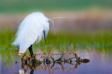Balıkçıl. Küçük Egret. Doğa arka planı. Kuş: Küçük Egret. Egretta garzetta. 