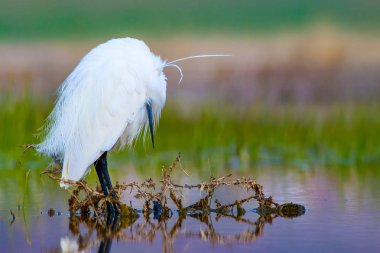 Balıkçıl Küçük Egret. Doğa arka planı. Kuş: Küçük Egret. Egretta garzetta. Konya Tuz Gölü. Türkiye.
