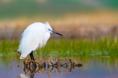 Balıkçıl Küçük Egret. Doğa arka planı. Kuş: Küçük Egret. Egretta garzetta. Konya Tuz Gölü. Türkiye.