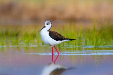 Sevimli kuş siyah kanatlı Stilt. Doğa arka planı. Siyah kanatlı Stilt Himantopus himantopus.