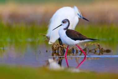 Sevimli kuş siyah kanatlı Stilt. Doğa arka planı. Siyah kanatlı Stilt Himantopus himantopus.
