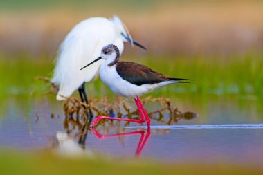 Sevimli kuş siyah kanatlı Stilt. Doğa arka planı. Siyah kanatlı Stilt Himantopus himantopus.