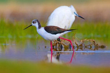 Sevimli kuş siyah kanatlı Stilt. Doğa arka planı. Siyah kanatlı Stilt Himantopus himantopus.
