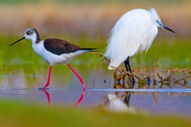 Sevimli kuş siyah kanatlı Stilt. Doğa arka planı. Siyah kanatlı Stilt Himantopus himantopus.
