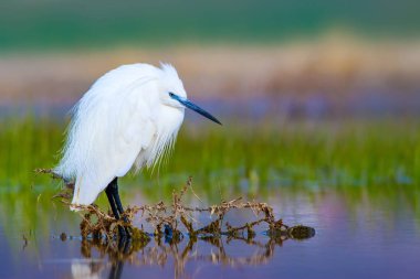 Balıkçıl Küçük Egret. Doğa arka planı. Kuş: Küçük Egret. Egretta garzetta. Konya Tuz Gölü. Türkiye.