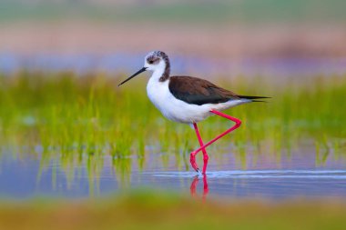Sevimli kuş siyah kanatlı Stilt. Doğa arka planı. Siyah kanatlı Stilt Himantopus himantopus.