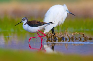 Sevimli kuş siyah kanatlı Stilt. Doğa arka planı. Siyah kanatlı Stilt Himantopus himantopus.